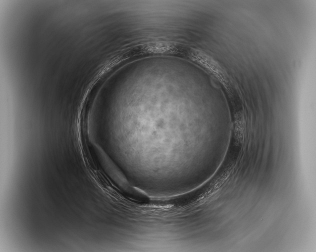 X0000096220626200801181451