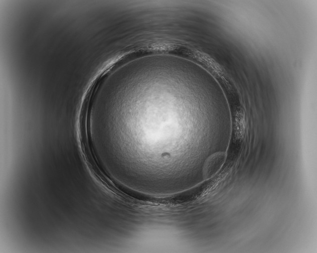 X0000096220726200801181450