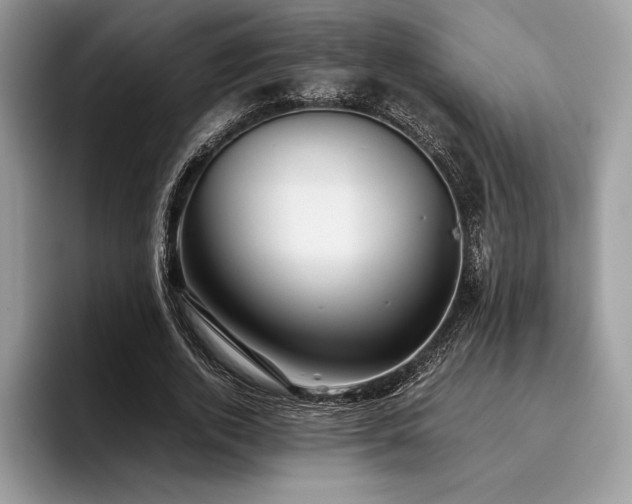 X0000096220728200801181450