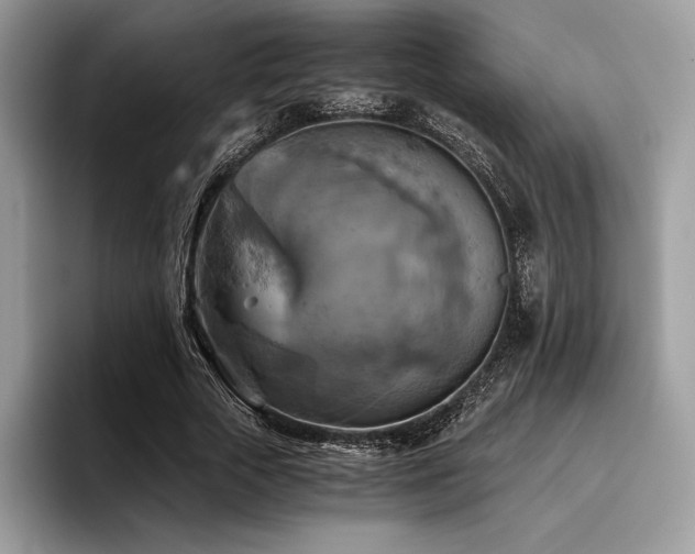 X0000096220729200801181450