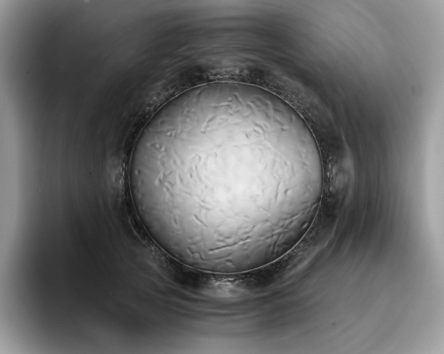 X0000096220753200801181450