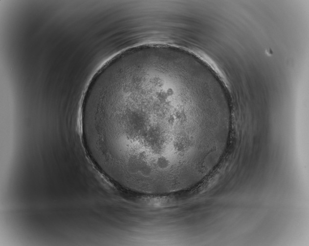X0000096220791200801181449