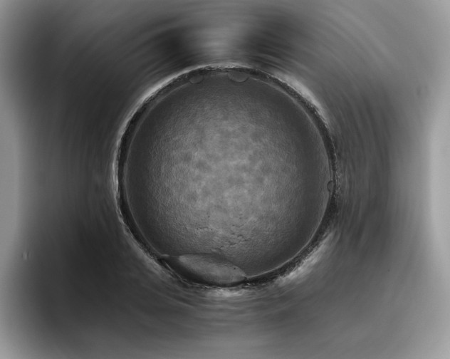 X0000096220935200801181448