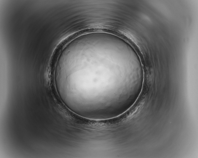 X0000096220971200801181447