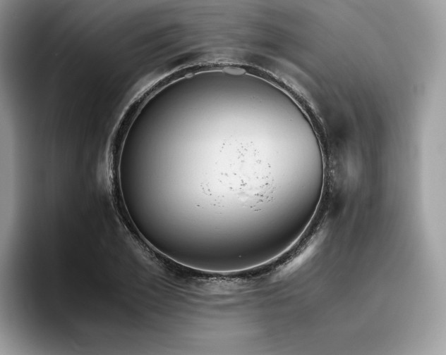 X0000096220981200801181447