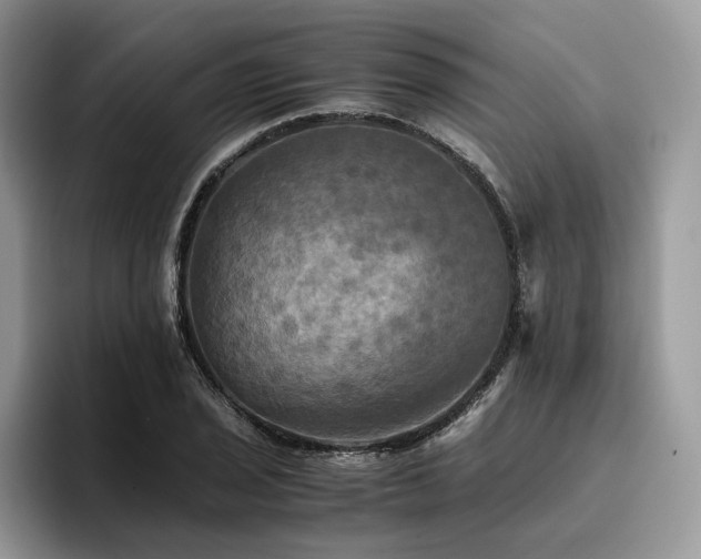 X0000096221029200801181446