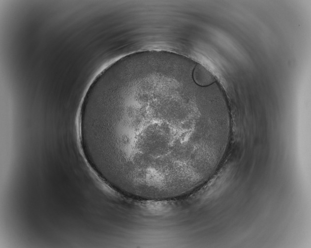 X0000096221032200801181446