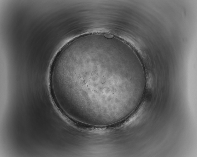 X0000096221038200801181446