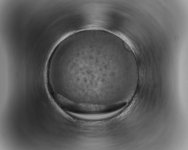 X0000096221142200801181445