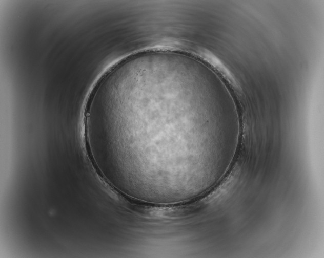 X0000096221232200801181444