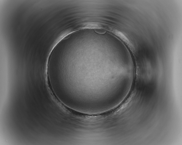X0000096221378200801181442