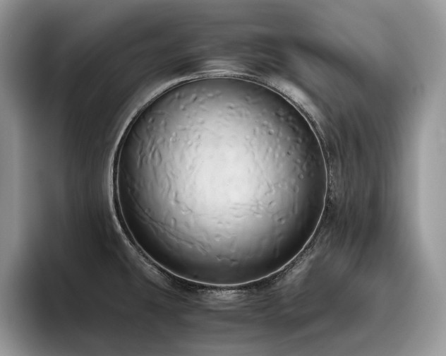 X0000096221431200801181441