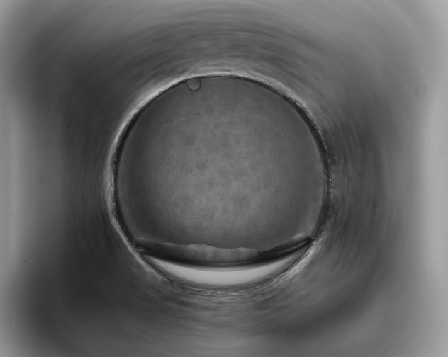 X0000096221517200801181440