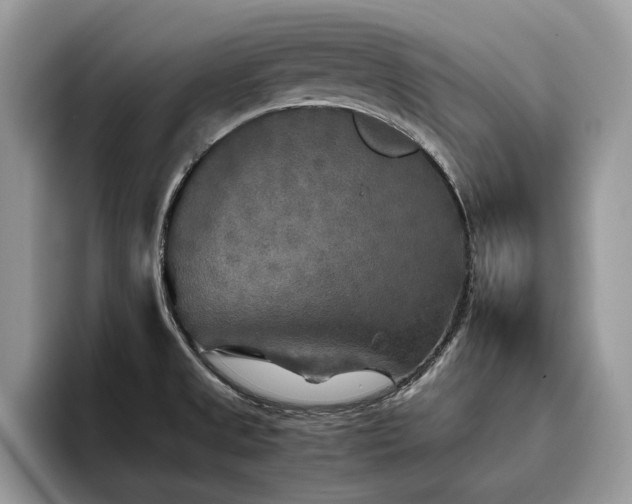 X0000096221525200801181440