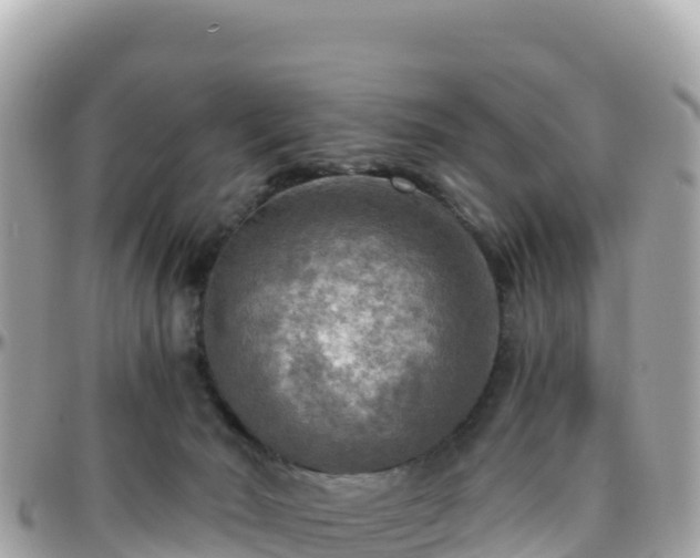 X0000096220030200801251107