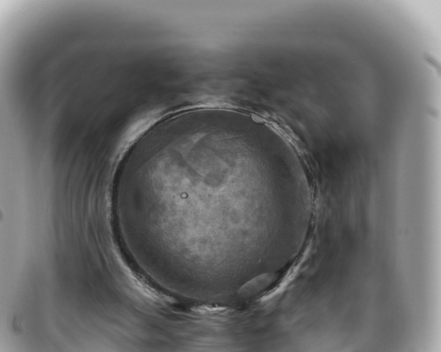 X0000096220055200801251106