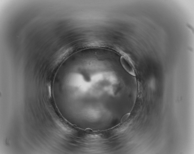 X0000096220061200801251106