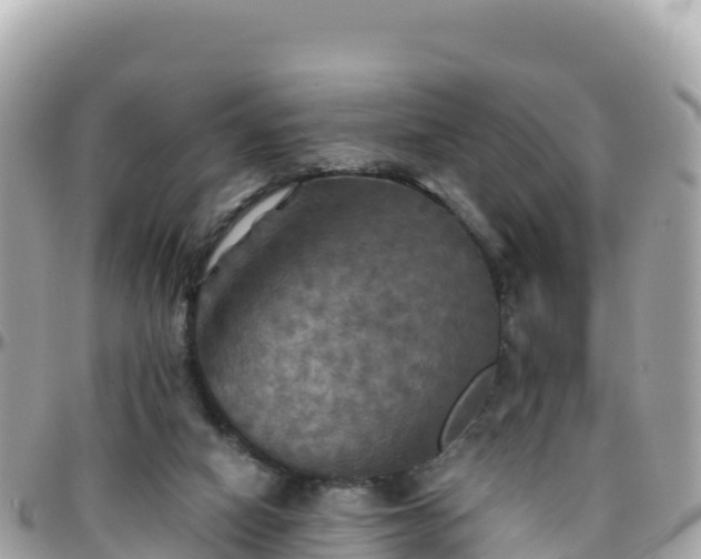 X0000096220066200801251106