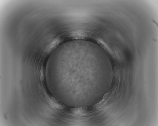 X0000096220074200801251106