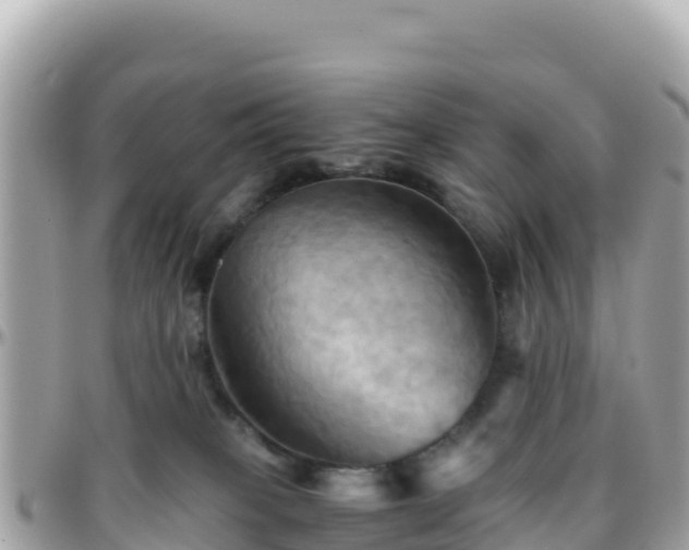 X0000096220085200801251106