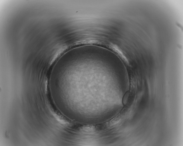 X0000096220110200801251105