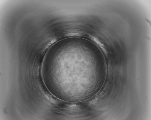 X0000096220153200801251104