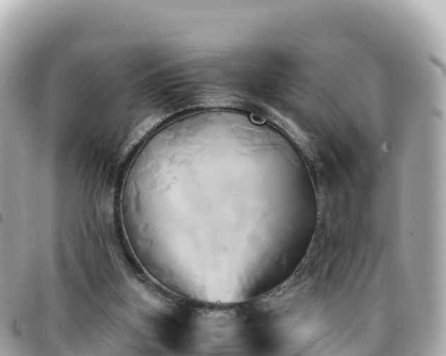 X0000096220155200801251104