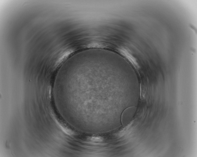 X0000096220157200801251104