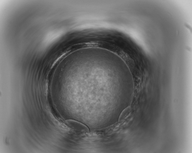 X0000096220194200801251104