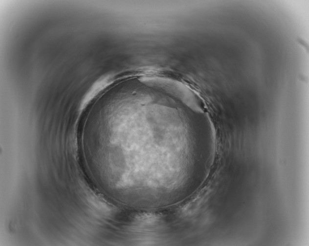 X0000096220198200801251104