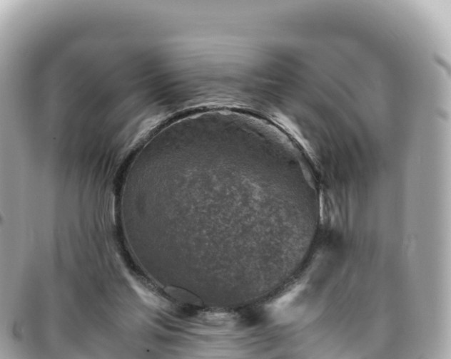 X0000096220205200801251104