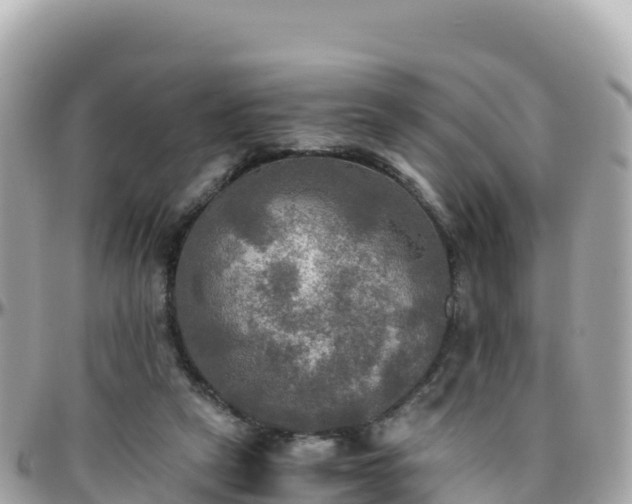 X0000096220257200801251103