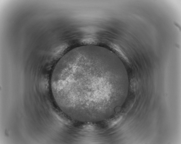 X0000096220259200801251103