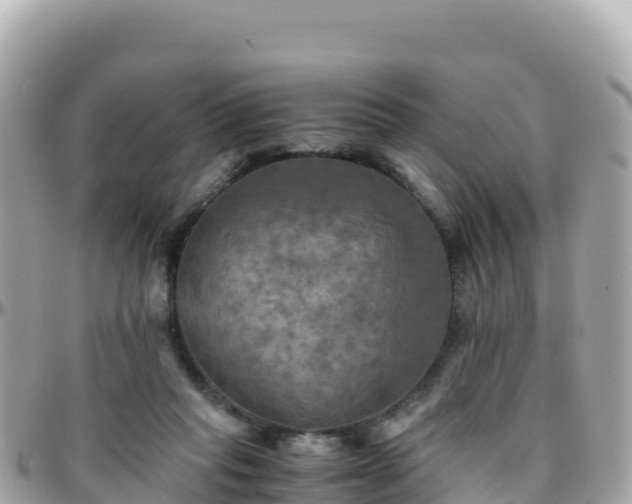 X0000096220261200801251103