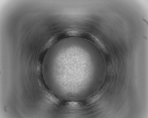 X0000096220265200801251103