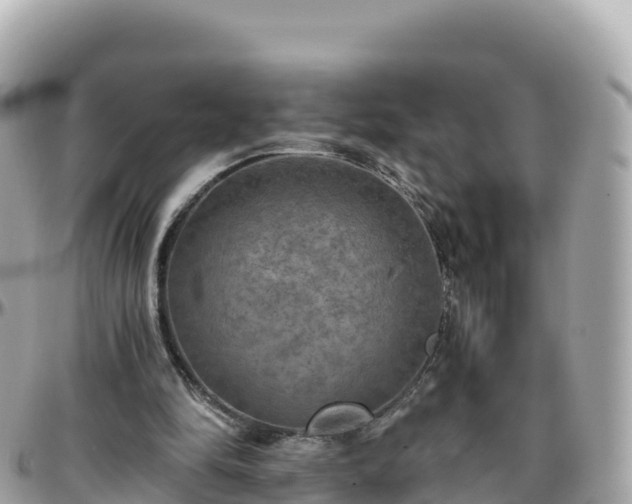 X0000096220294200801251103