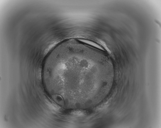 X0000096220299200801251103