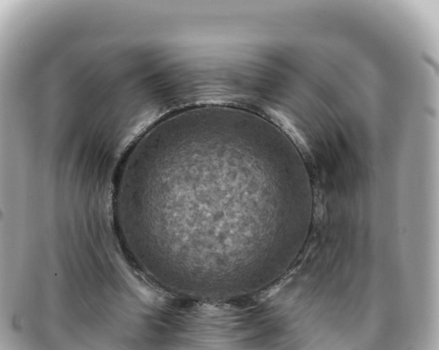 X0000096220346200801251102