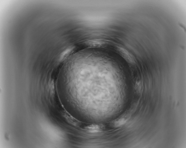 X0000096220381200801251102