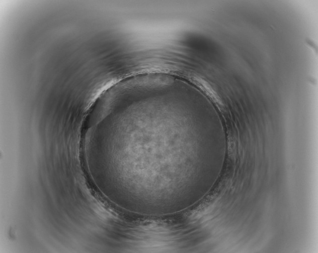 X0000096220434200801251100