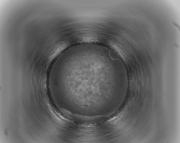 X0000096220443200801251100