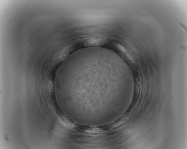 X0000096220459200801251100