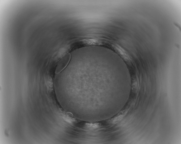 X0000096220469200801251101