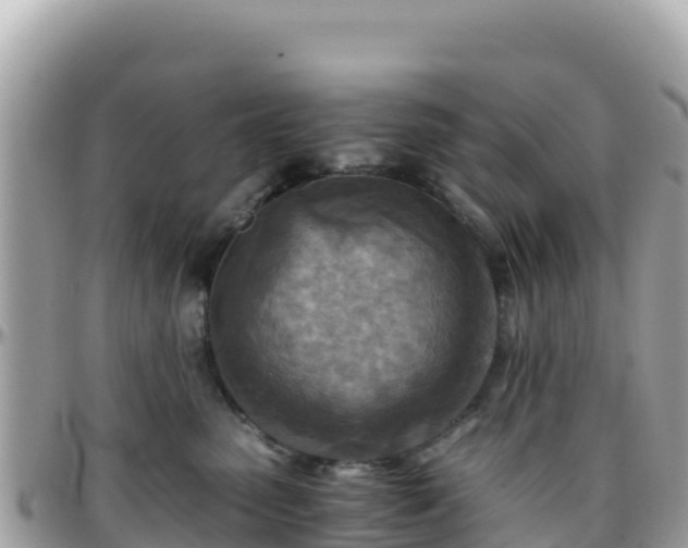 X0000096220475200801251101