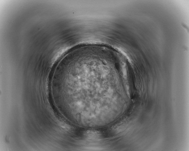 X0000096220487200801251100