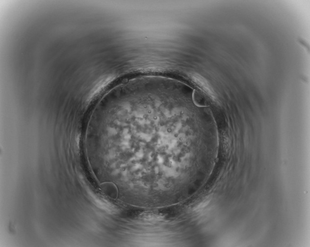 X0000096220491200801251100