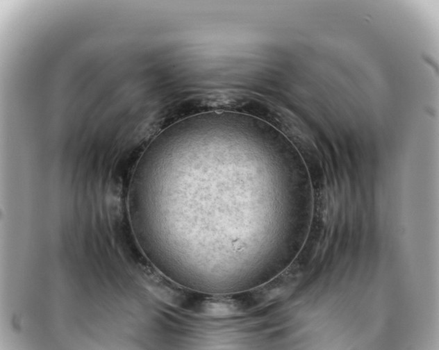 X0000096220510200801251100