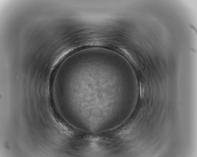 X0000096220531200801251059