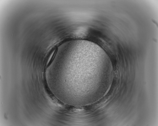 X0000096220552200801251059