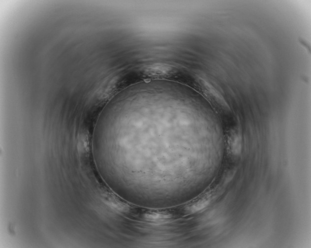 X0000096220561200801251059